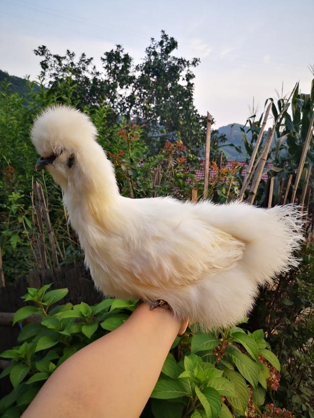 黑乌鸡为啥比白乌鸡贵，黑乌鸡为啥比白乌鸡贵很多（泰和乌鸡百科说明）