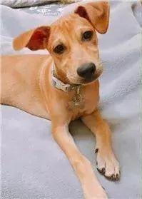 红贵宾（红贵宾犬），被称为“最聪明狗狗”的红贵宾曾因好动