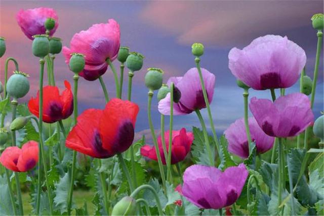 罂粟有几个品种，罂粟有观赏品种吗（罂粟和虞美人差别怎么这么大）