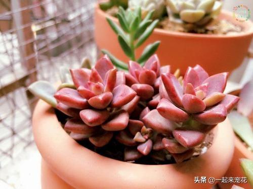如何养好多肉植物胧月，胧月多肉用什么盆养（了解掌握3个技巧）