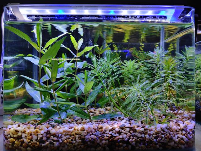 月亮鱼多少钱一条，月亮鱼的价格（预算不超200元，能不能养鱼）