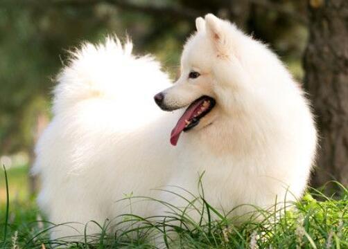 傻瓜是什么意思，男人叫女人傻瓜是什么意思（走过去捧着她的脸温柔的说）