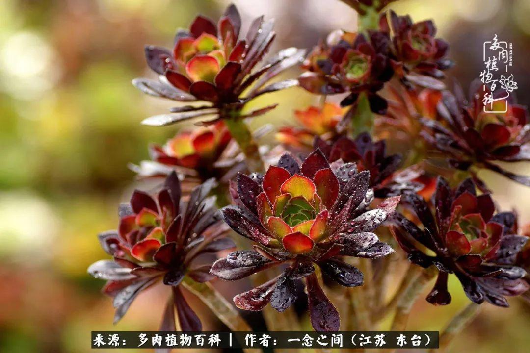 夢見帶刺的植物是什麼意思,致父親當陽光照進來-解夢-榮耀易學