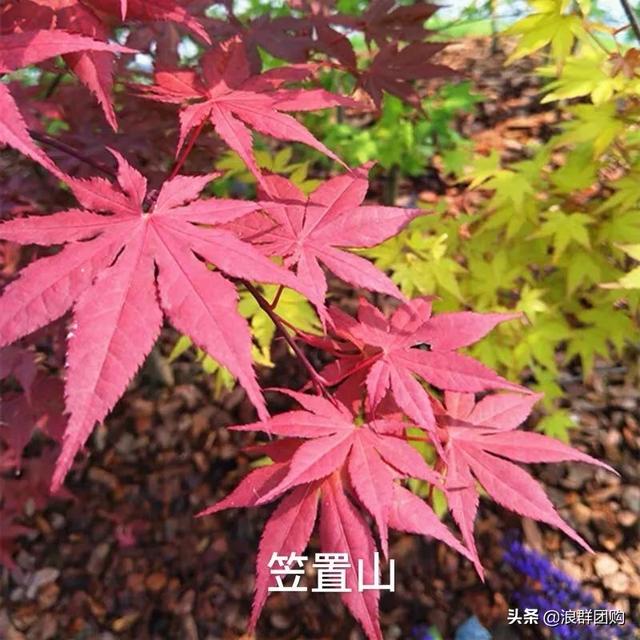 什么样的枫树填空。，什么的枫树填空词语二年级（增添了花园四季色彩之美）