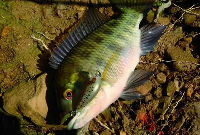 罗非吃什么饵,罗非怎么钓用什么饵料(抛一次竿中一条鱼)