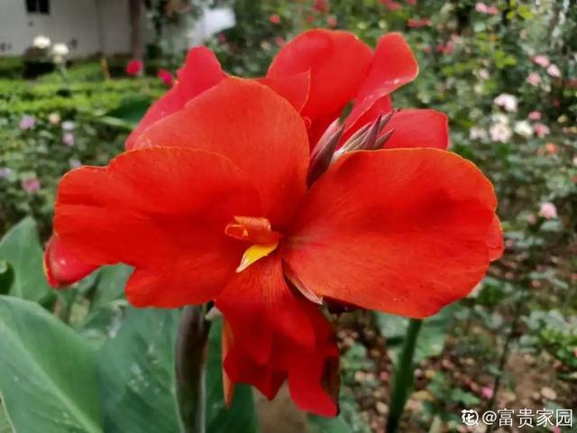 各种花的开放时间，各种花的开放时间是什么（2021赏花日历）