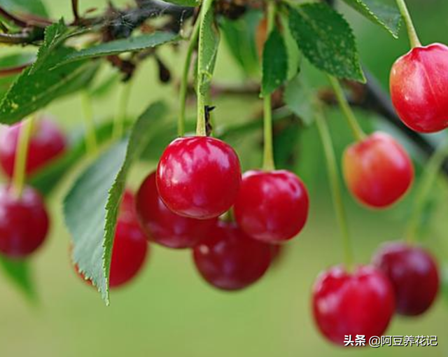 樱桃树的修剪方法，樱桃树栽培技术常用修剪方法（不是随意剪掉任何1个枝条）