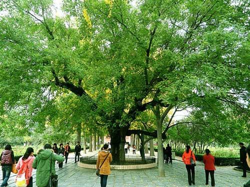 风水树都有啥树 风水有什么禁忌，风水树都有啥树（你认为有道理吗）