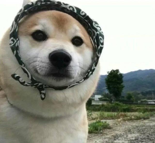 高质量动物情头，动物情头 超可，微信头像（敲可爱的情头）