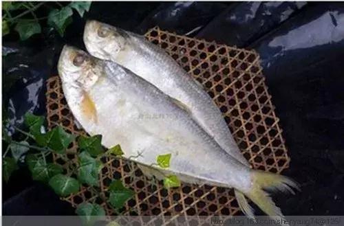 请问清炸小扒皮鱼的做法，炸小剥皮鱼的做法大全（今后再也不怕不认识海鲜了）