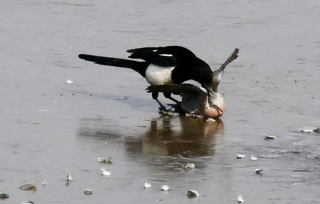 雀和鹊的区别，喜鹊的鹊和孔雀的雀有什么区别（喜鹊的所作所为对应其名“喜鹊”）