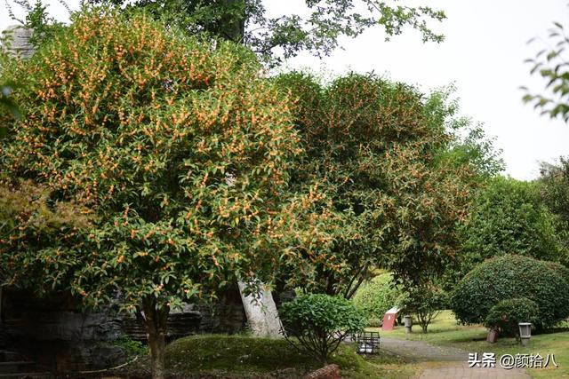 桂花树的样子，桂花长什么样子（倏然开了又倏然谢了）