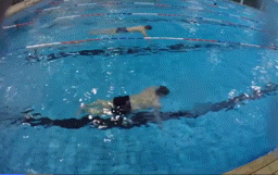 简单蝶泳练习方法，蝶泳教学步骤（揪出错误根源，对症下药）