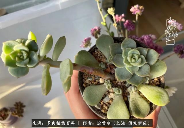 多肉植物图片，感恩相遇，余生相互关照（若绿多肉植物图片）