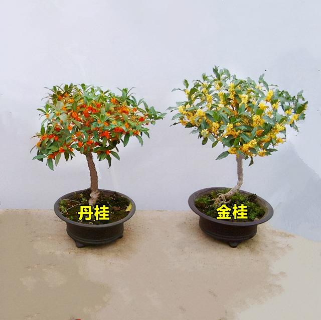 红桂花的功效与作用及食用方法，红桂花和黄桂花的区别（能吃能看还能养人）