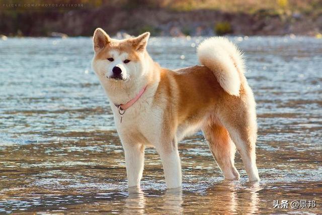 世界上什么狗最贵，世界上最贵的狗有哪些（世界最贵的十个犬品种）