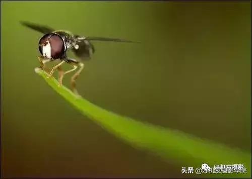 蜻蜓的复眼是怎么回事，蜻蜓的复眼是干什么用的（不妨从这7个方面注意一下）