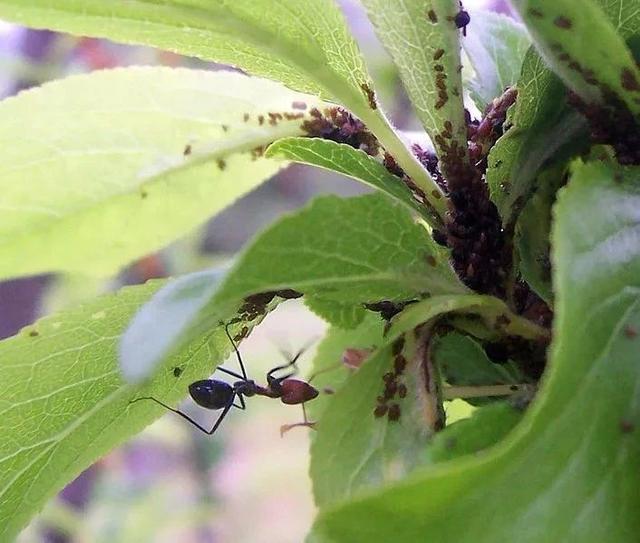 如何快速消灭蚜虫，怎样消除蚜虫（2种暴力清除蚜虫的方法）
