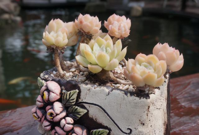 多肉植物夏天怎么养护，多肉植物怎么栽种（多肉夏季浇水有“三不浇”）