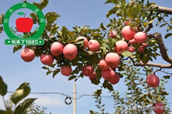 红富士苹果营销策划方案（如何推销农产品）