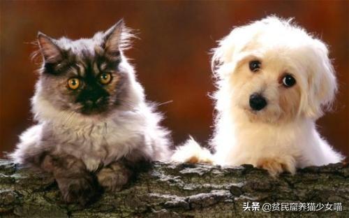 日军与德军哪个更恶毒，日军怕德军吗（为啥战争中常常用狗做间谍）