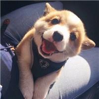 淑女.网名，淑女.微信昵称（适合女生宠物的名字娇小可人-可爱点）