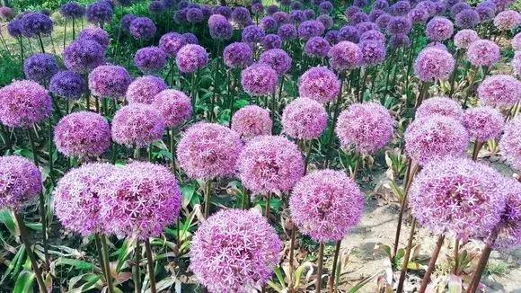 洋葱长芽了会开花吗，洋葱长芽了会开花吗有毒吗（阳台种点“大葱”）