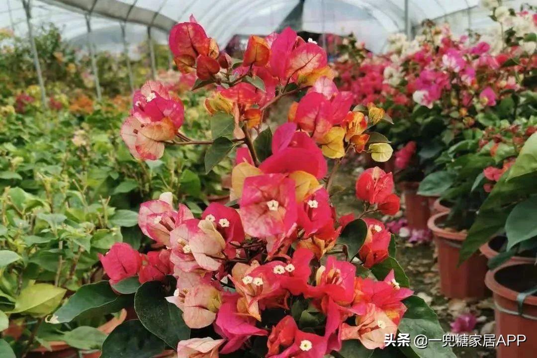 淘宝网花店(淘宝商城花卉市场)