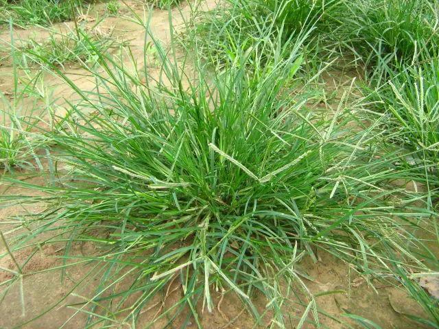 农村的野生植物大全，农村到处可见的野生植物