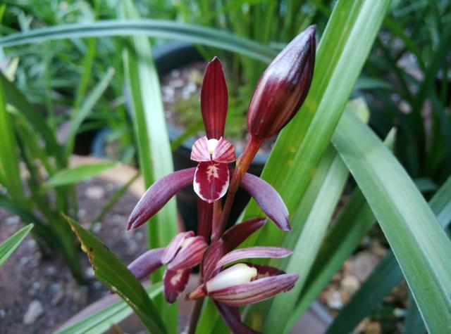 四季兰的正确养殖方法，四季兰的正确养殖方法图片（养好几盆四季兰都被我上盆养死了）