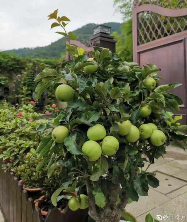 房前屋后种什么树好，在农村院前屋后必种的4种树（“5大鬼树”不要种）