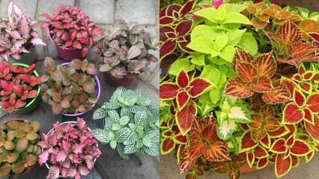 适合家里养的32种花，家里养什么花好（”家居盆花100种）