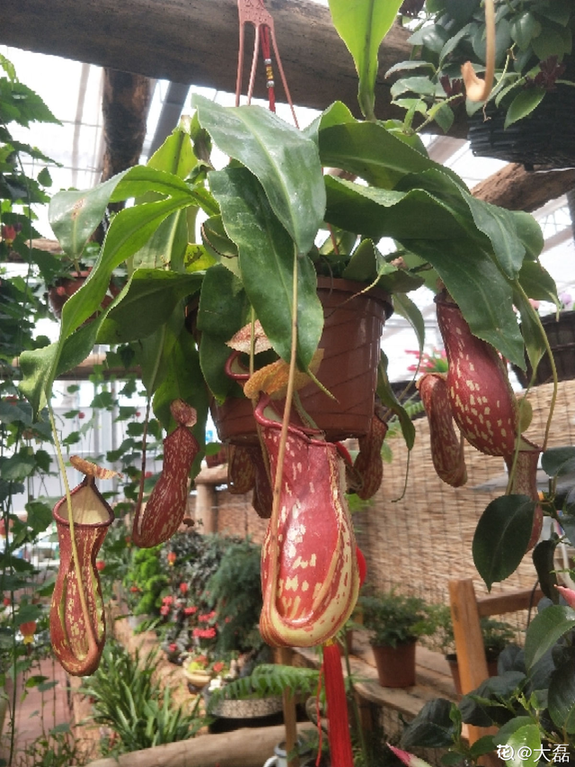 马蹄花的花语，白马蹄花花语（你的幸运花是哪种）