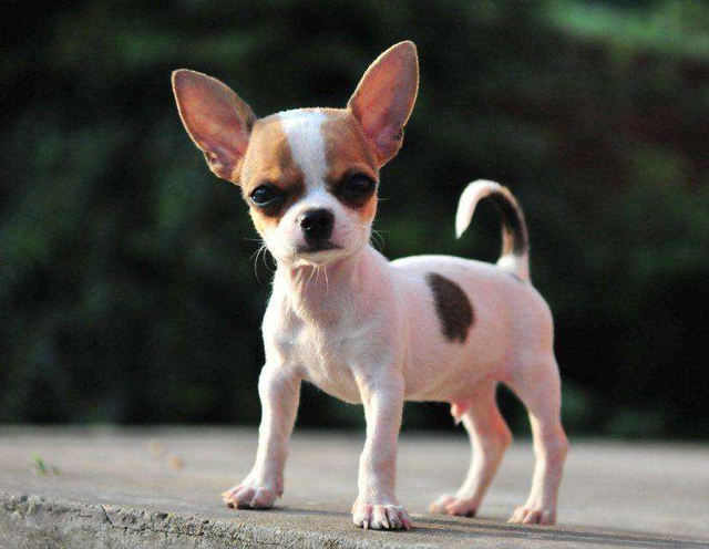 十大适合家养的小型狗，小型宠物狗有哪些（15种适合家庭喂养的小型犬）