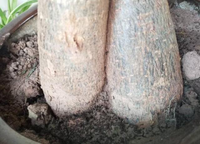 怎么去除家里的蚂蚁窝，怎么去除家里的蚂蚁窝视频（这些就能把它消灭掉）