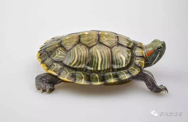 巴西彩龟辨别图片