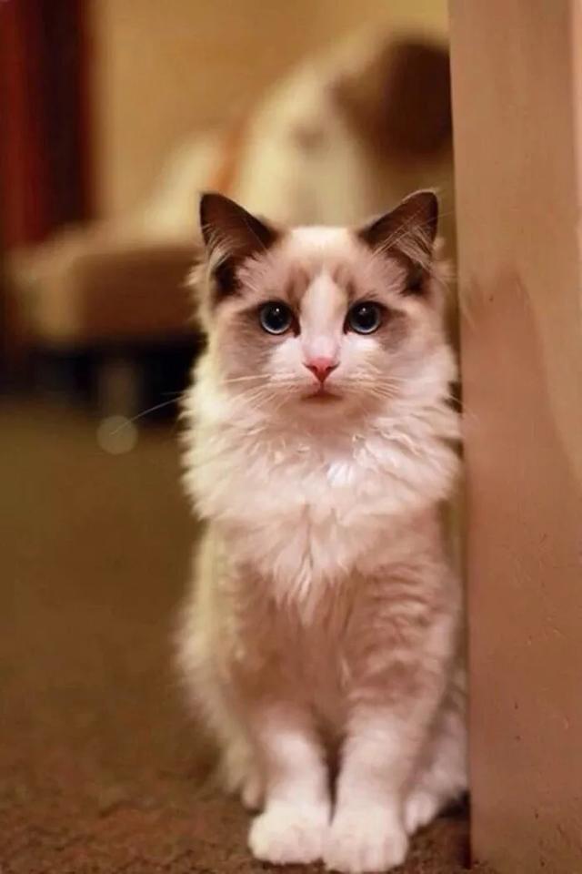猫猫图片,我喜欢的样子你都有(宠物猫品种大全及图片)
