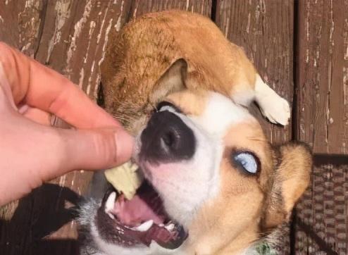 木糖醇的危害，木糖醇的功效与副作用（狗狗偷吃蛋糕后身亡）