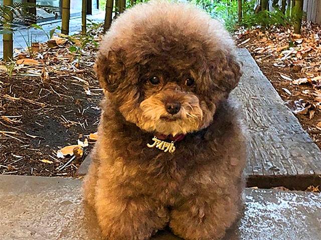 泰迪小时候图片，怎么在小时候区分比熊与泰迪（养猪高手当主人的后果）