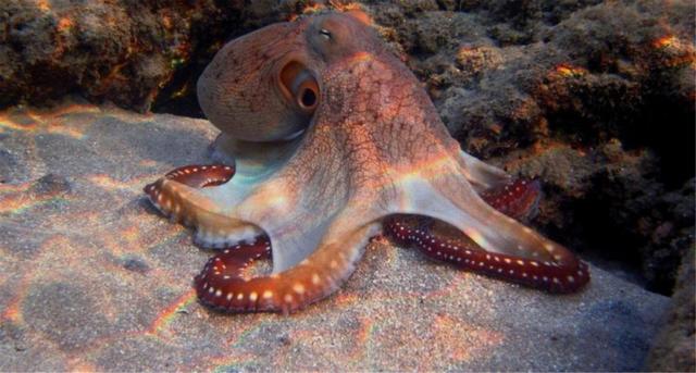 章鱼血是什么颜色，章鱼的血是什么颜色的（章鱼有9个大脑能编辑基因）