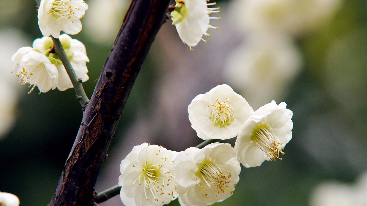 腊梅花树价格