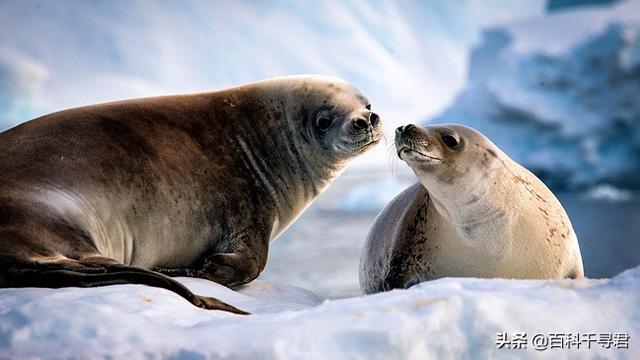 企鹅是哺乳动物吗，企鹅是哺乳动物吗?怎么喂奶（这里生活着全球最多的食肉哺乳动物）