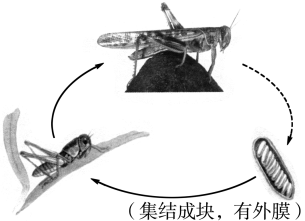 胚珠的发育和胚囊的形成总结，济南版生物八年级上册知识点总结