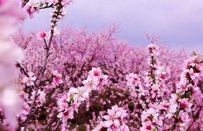 支可以加什么偏旁，支能加什么偏旁（散文，三看桃花，赵清川）