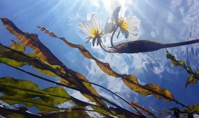 男人說女人水性楊花什麼意思(瀘沽湖的海菜花為什麼叫水性楊花)