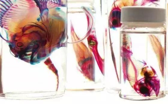 如何制作标本，如何栽种观音竹（那些好看、逼真的标本是如何制作的）