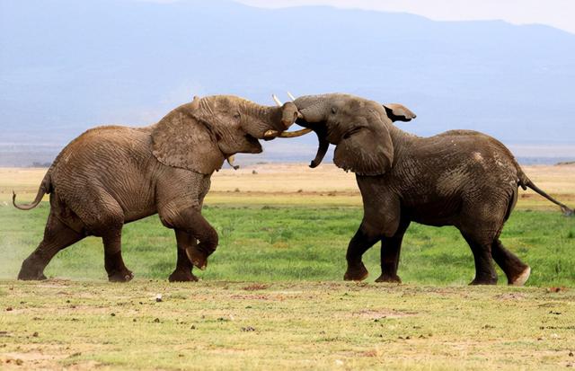 杨棋珺非洲森林象，非洲森林象和亚洲象（称霸非洲草原无敌手）