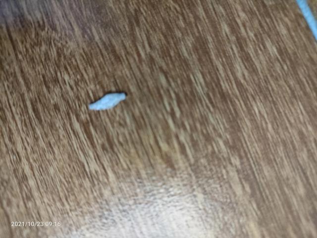 白色虫子很小像纸屑，家中发现像纸片薄的虫子（这是什么虫子？新物种）