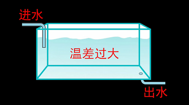 龙鱼炸鳞还有救么，看得起鸡皮疙瘩——松鳞病这么可怕