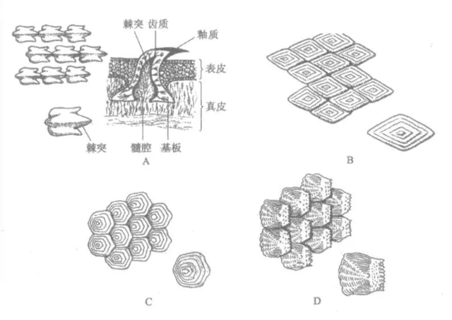 鱼身上的鳞片有什么用，鱼身上掉鳞片怎么办（鱼鳞：不仅能帮科学家研究鱼类）